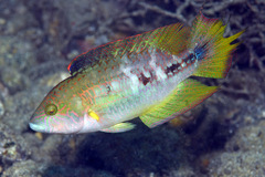 Oxycheilinus bimaculatus