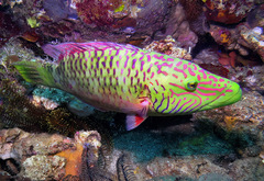 Oxycheilinus digramma