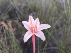 Cyrtanthus leptosiphon