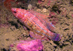 Paracheilinus carpenteri