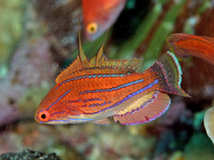 Paracheilinus carpenteri