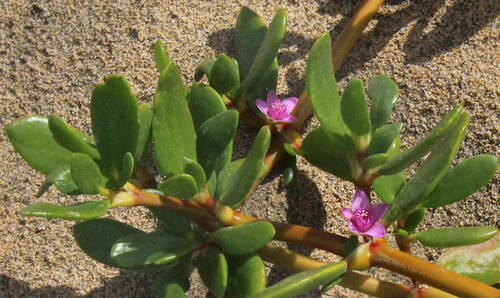 Sesuvium portulacastrum subsp. portulacastrum image