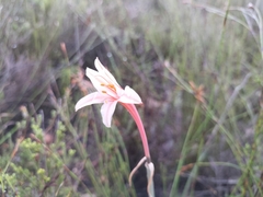 Cyrtanthus leptosiphon