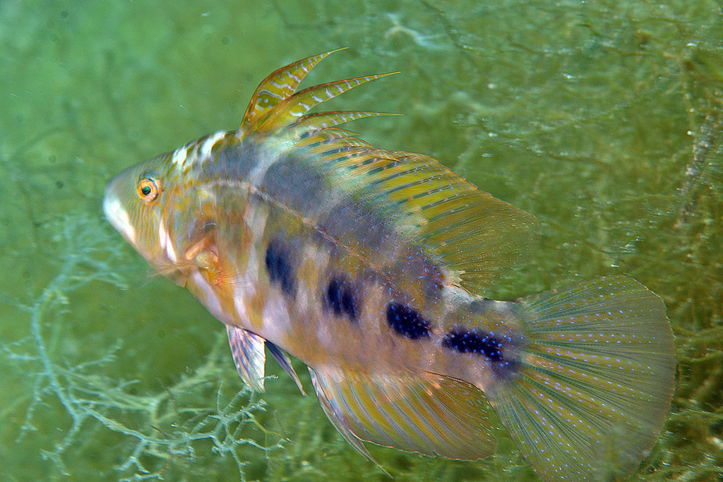 Cocktail Wrasse