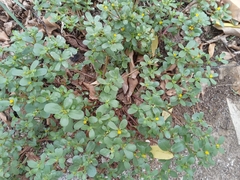 Portulaca oleracea