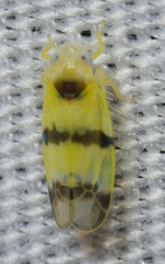Empoa