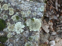 Xanthoparmelia conspersa