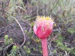 Haemanthus sanguineus