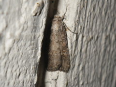 Spodoptera exigua