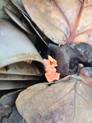 Cantharellus coccolobae