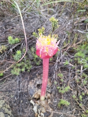 Haemanthus sanguineus