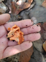 Cantharellus coccolobae