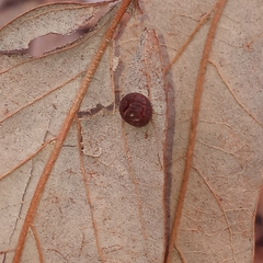 Polystepha symmetrica
