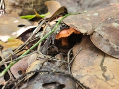 Cantharellus coccolobae