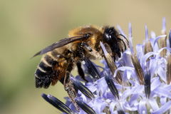 Megachile willughbiella