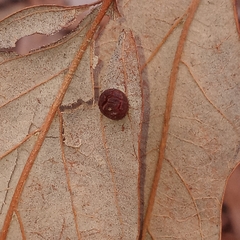 Polystepha symmetrica
