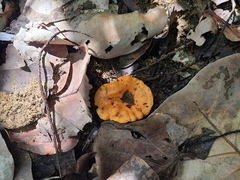 Cantharellus coccolobae