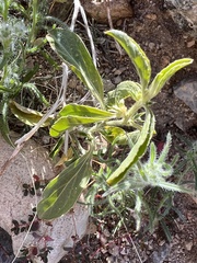 Ditaxis serrata