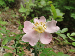 Rosa carolina