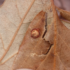 Polystepha symmetrica