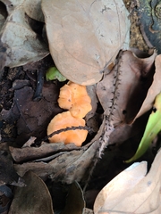 Cantharellus coccolobae