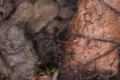 Araneae