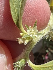 Ditaxis serrata