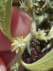 Ditaxis serrata