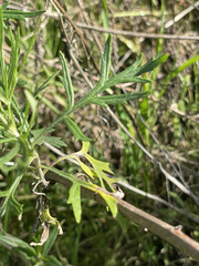 Artemisia palmeri