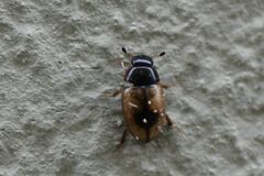 Cercyon unipunctatus