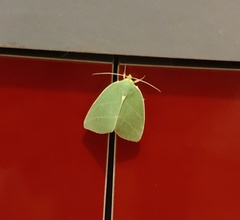 Bena bicolorana