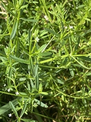Galium tinctorium