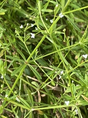 Galium tinctorium