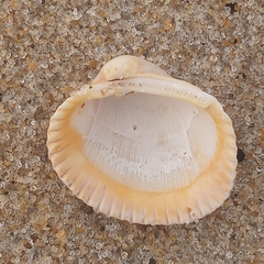 Lunarca ovalis