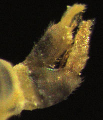 Ctenarytaina eucalypti