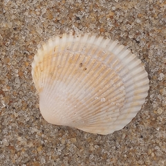 Lunarca ovalis