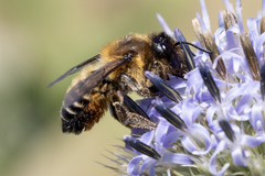 Megachile willughbiella