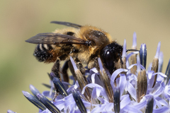 Megachile willughbiella