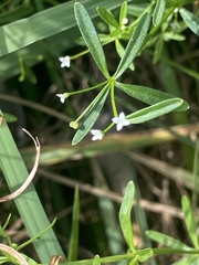Galium tinctorium