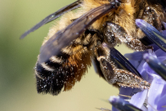 Megachile willughbiella
