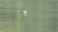 Speculanas specularis