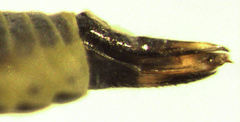 Ctenarytaina eucalypti