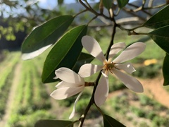 Magnolia compressa
