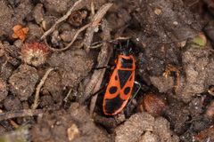Pyrrhocoris apterus