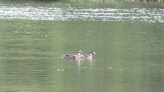 Speculanas specularis