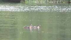 Speculanas specularis