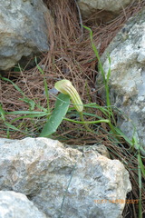 Arisarum vulgare