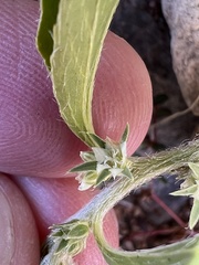 Ditaxis serrata