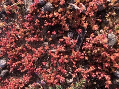 Mesembryanthemum nodiflorum