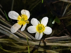 Ranunculus peltatus